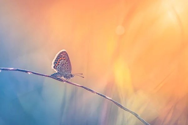 stock image beautiful colorful butterfly on a blurred background 