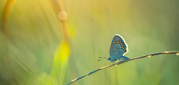 Papillon Sur Une Feuille Verte Fond Nature Été — Photo