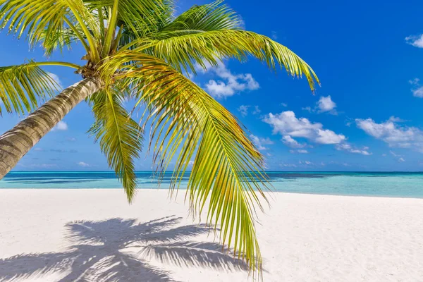Тропический Пляж Пальмы Доминиканской Республике — стоковое фото