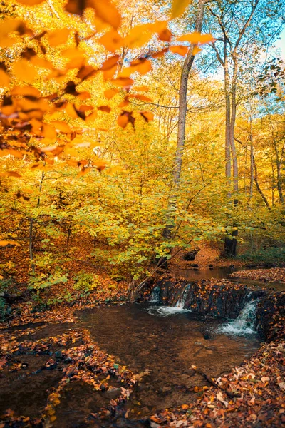 Осенний Лес Водопад Горах Красочная Листва — стоковое фото