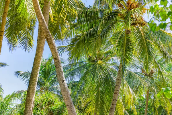Kokosové Palmy Modrá Obloha Tropické Palmy — Stock fotografie