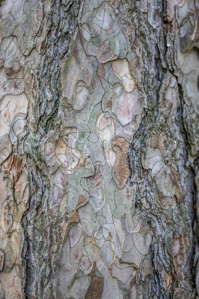 木の皮の質感背景 — ストック写真