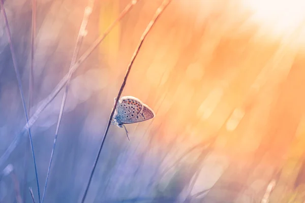 stock image beautiful colorful butterfly on a blurred background 