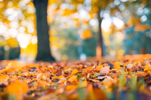 Осенние Листья Упали Землю — стоковое фото