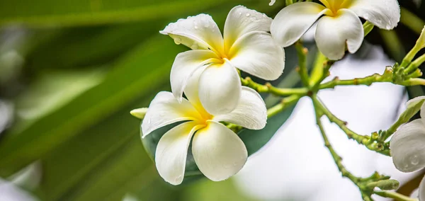 热带花园中美丽的白色水仙花 — 图库照片