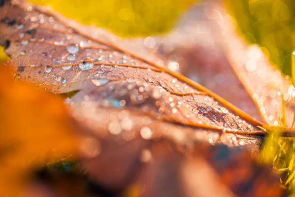 Капли Воды Осенний Лист — стоковое фото