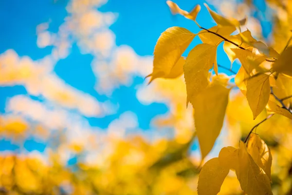 Φθινοπωρινό Φόντο Κίτρινα Φύλλα Στο Δέντρο — Φωτογραφία Αρχείου