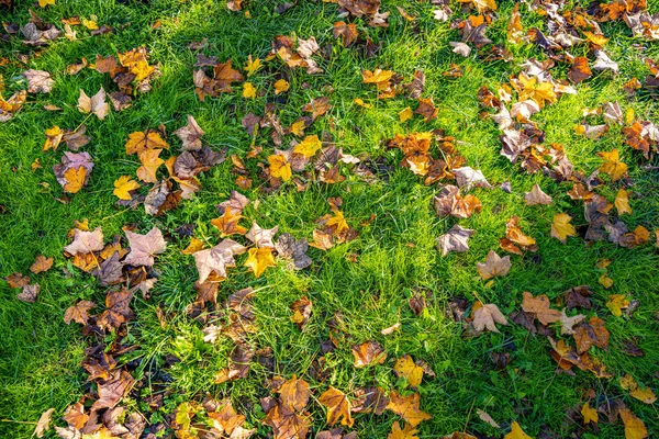 Düşen Yapraklar Sonbaharda Nın Bahçesinde — Stok fotoğraf