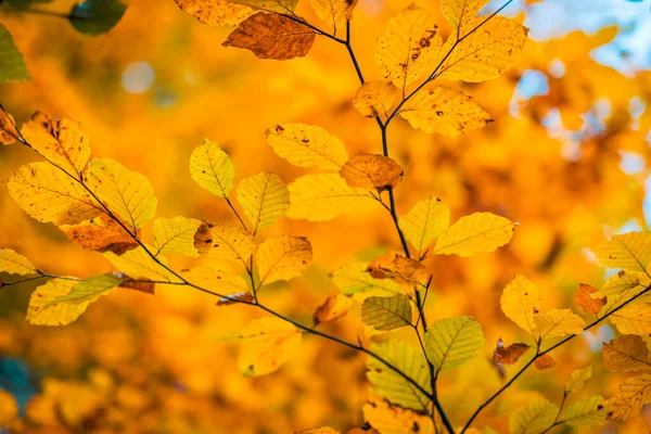 Φθινοπωρινό Φόντο Κίτρινα Φύλλα Στο Δέντρο — Φωτογραφία Αρχείου
