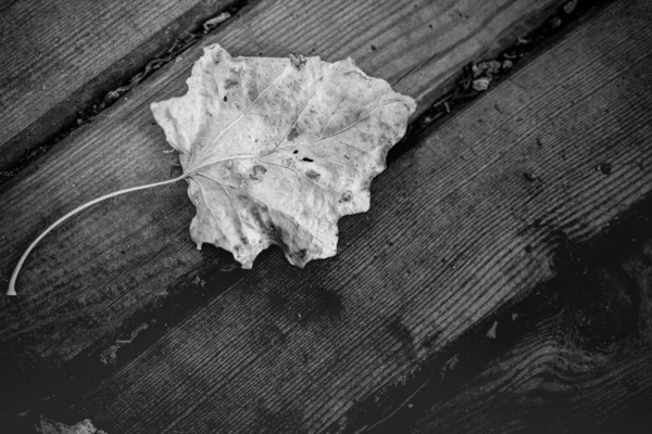 落叶木地板 — 图库照片