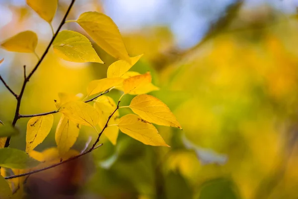 Όμορφα Φθινοπωρινά Φύλλα Ένα Δέντρο — Φωτογραφία Αρχείου