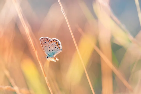 Метелик Квітці Фоні Природи — стокове фото