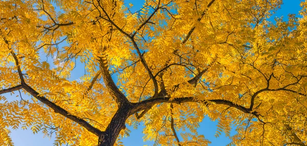 Folhas Amarelas Parque — Fotografia de Stock