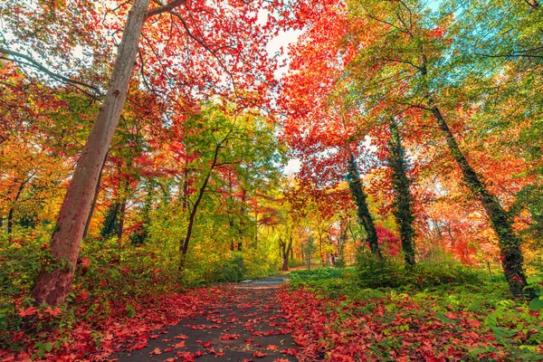 Яркие Осенние Деревья Парке — стоковое фото