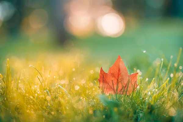 緑の草の上の紅葉 — ストック写真