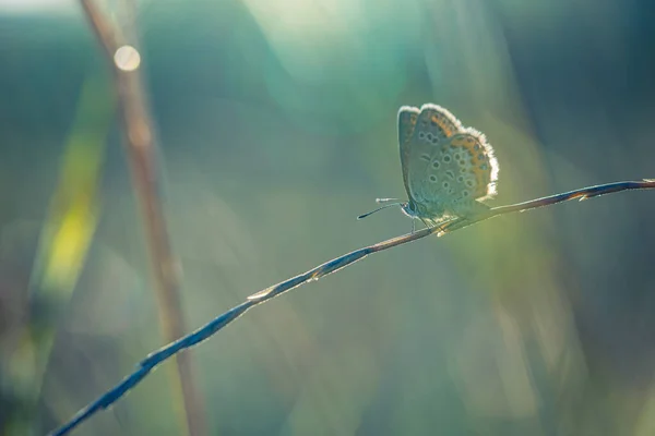 Красивий Барвистий Метелик Розмитому Фоні — стокове фото