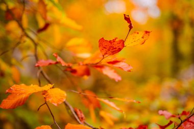 Parkta güzel sonbahar yaprakları