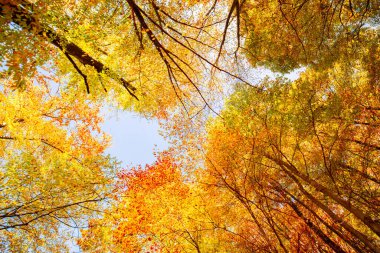 ormanda güzel renkli sonbahar yaprakları