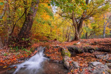 Renkli ağaçlar ve akarsularla sonbahar manzarası 