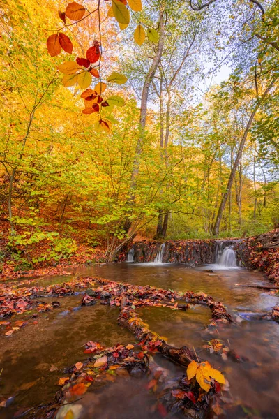 Осень Лесу Природа — стоковое фото