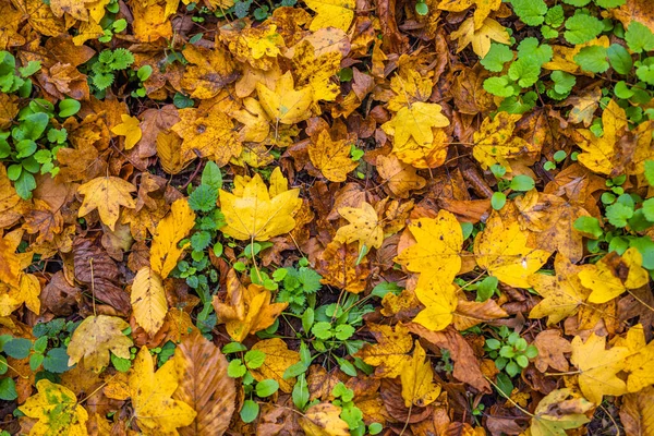 Kleurrijke Herfst Achtergrond Met Bladeren — Stockfoto