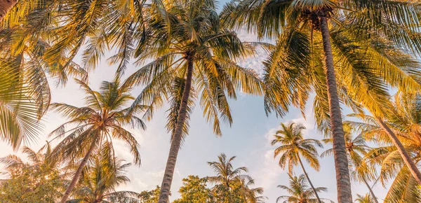 Coconut Palms Sun Morning — Stock Photo, Image