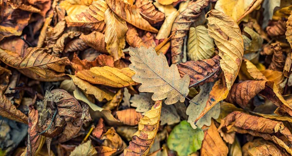 Herfst Bladeren Achtergrond Natuur — Stockfoto