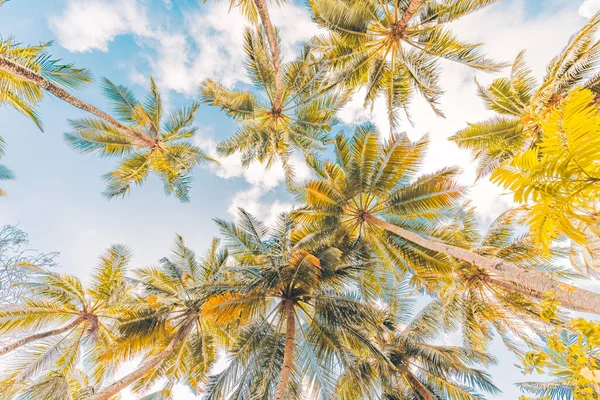 美丽的热带海滩 有棕榈树和蓝天 — 图库照片
