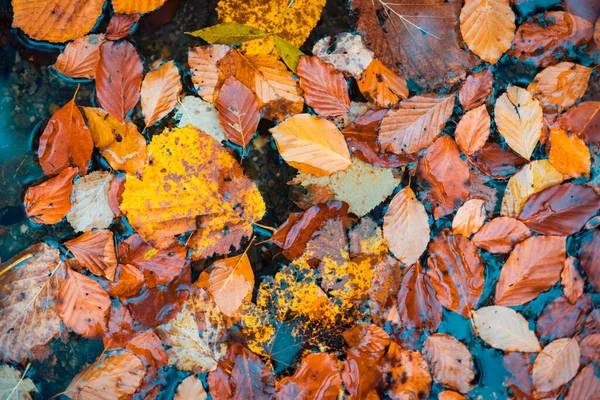 Kolorowe Liście Jesienią — Zdjęcie stockowe