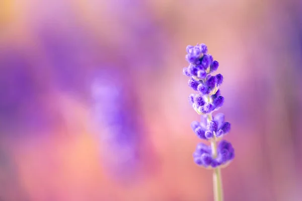 Lavender Flower Close — Stock Photo, Image