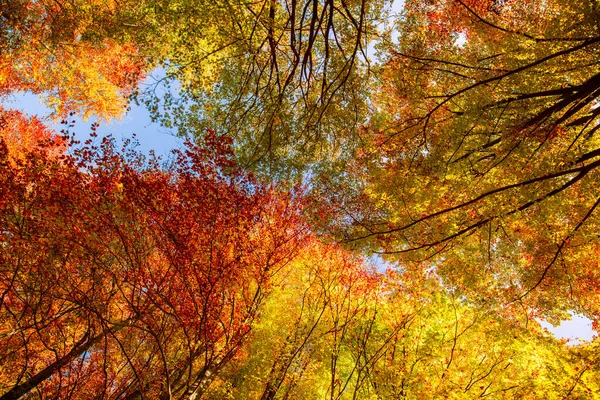 Folhas Árvores Outono — Fotografia de Stock