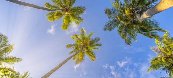 Tropische Palmen Himmel Hintergrund — Stockfoto