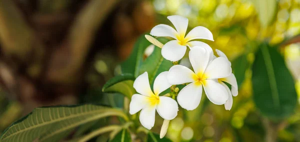 Piękne Kwiaty Frangipani Ogrodzie — Zdjęcie stockowe
