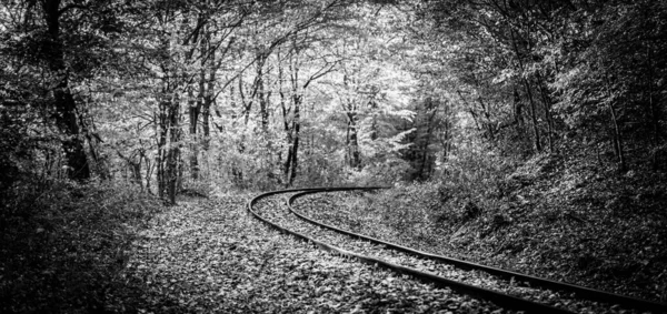 森の白と黒の写真 — ストック写真