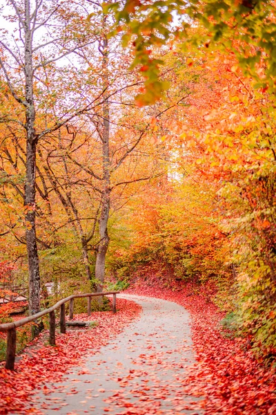 Осенние Деревья Парке — стоковое фото
