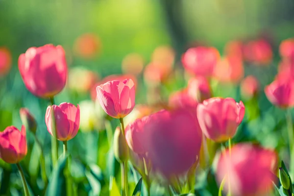 Červené Tulipány Pozadí Slunce Jarní Období — Stock fotografie