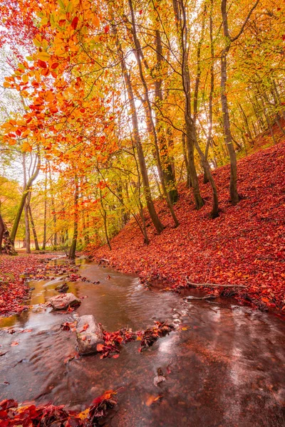 Красивый Пейзаж Осеннем Лесу — стоковое фото