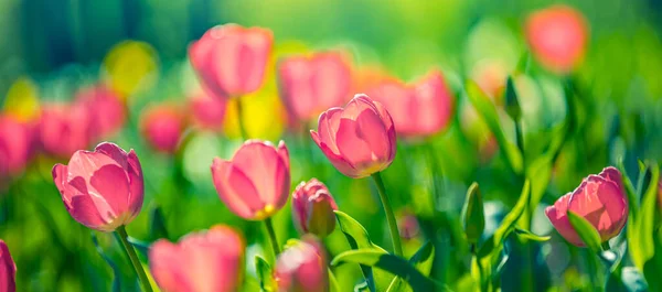 Barevné Tulipány Květiny Zeleném Pozadí — Stock fotografie