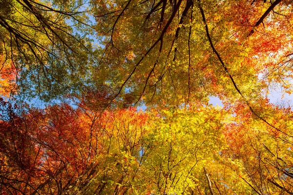 Sonbahar manzarası, sonbahar sezonu arka planı