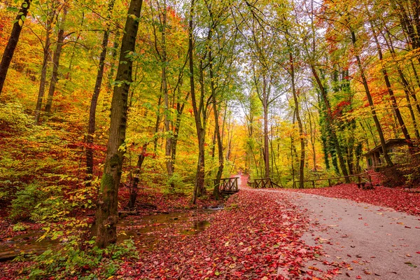Красочный Осенний Лес Дорогой — стоковое фото