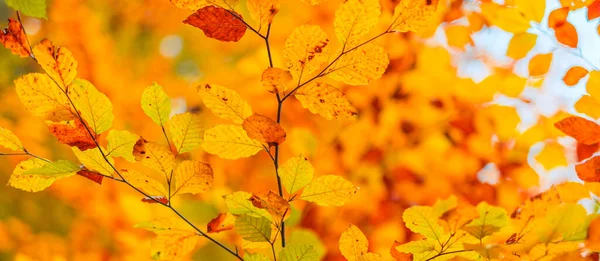 Φθινοπωρινό Φόντο Πολύχρωμα Φύλλα Φύση Φθινοπωρινό Υπόβαθρο — Φωτογραφία Αρχείου