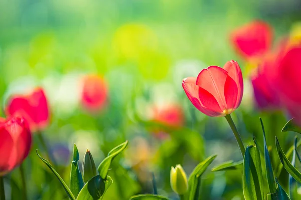 Barevné Tulipánové Květiny Parku — Stock fotografie