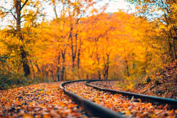 colorful leaves on railway tracks