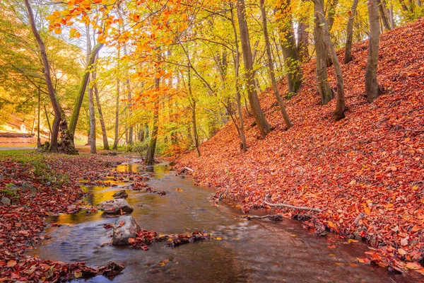 Цветные Осенние Деревья Лесу — стоковое фото
