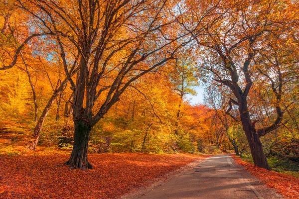 Осенний Пейзаж Красочными Деревьями Осенний Сезон Дорога — стоковое фото