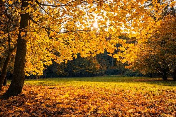 Осенний Пейзаж Красивые Осенние Деревья Золотыми Листьями Парке — стоковое фото