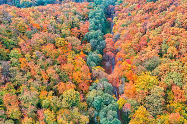 Autumn color forest landscape, colorful trees
