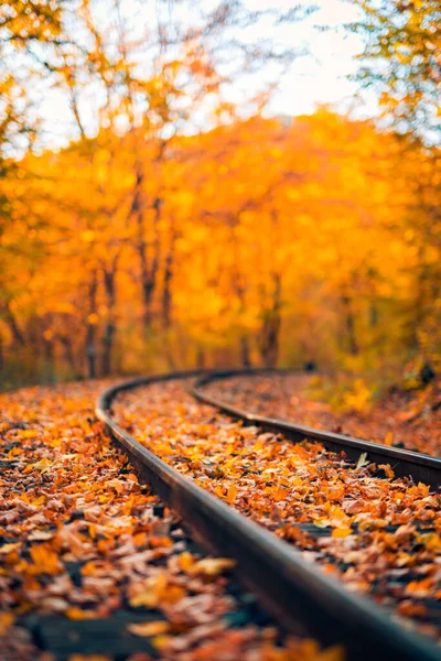 Folhas Outono Nas Trilhas Ferroviárias — Fotografia de Stock