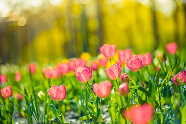 Krásné Tulipány Zahradě Příroda — Stock fotografie