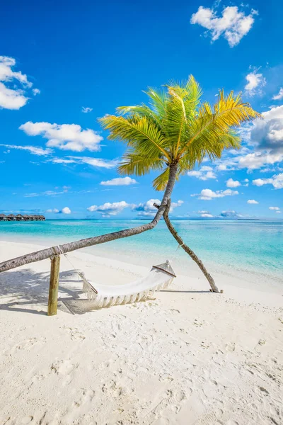 Beach Tropical Palm Tree — Stock Photo, Image